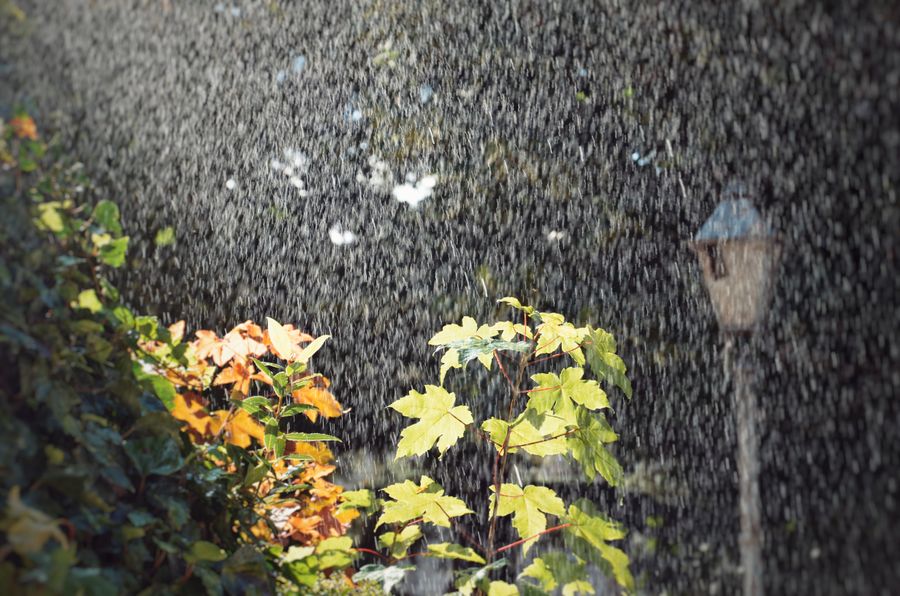 Hojas bajo lluvia en jardín iluminado